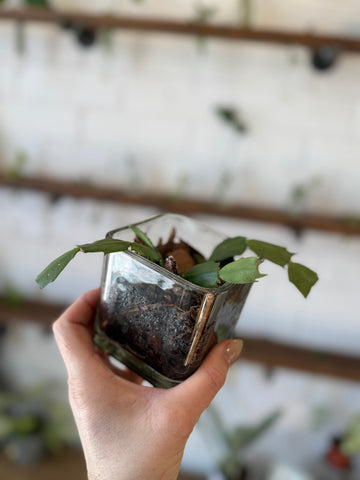 Thanksgiving Cactus- Potted