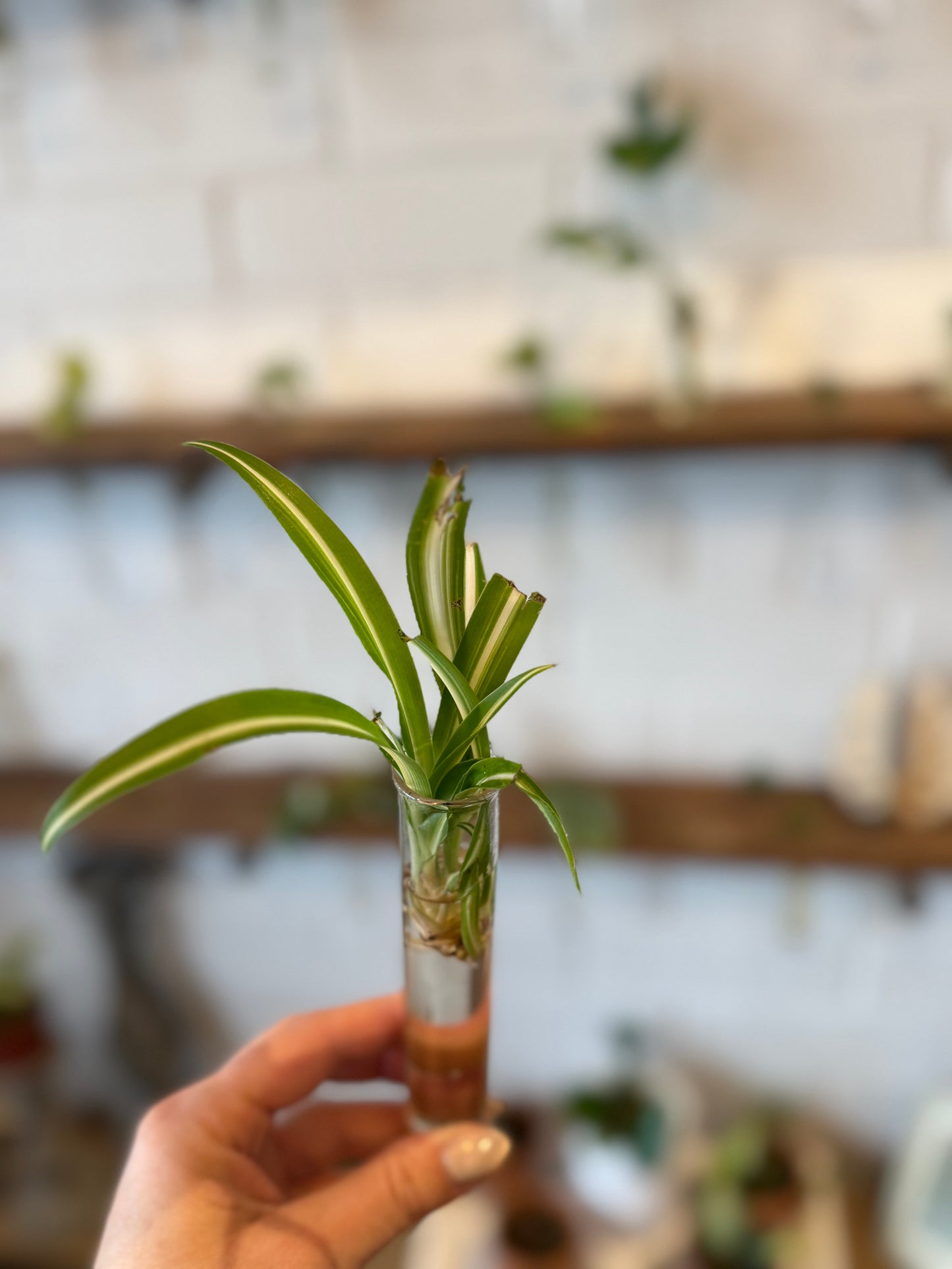 Spider Plant