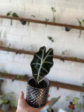 Alocasia Polly