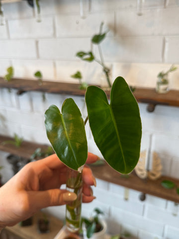 Burle Marx Philodendron (Rare)