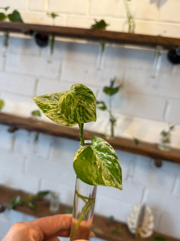 Manjula Pothos