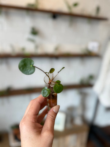 Pilea