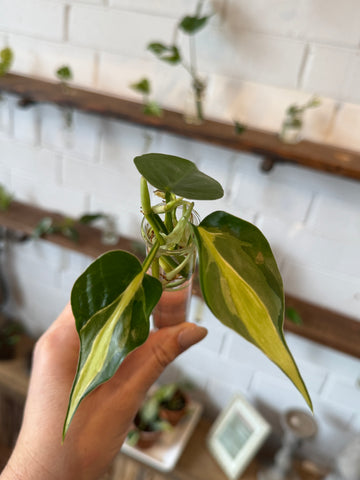 Silver Stripe Philodendron (Rare)