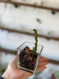 Fishbone Cactus- Potted