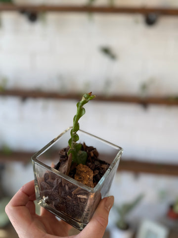 Fishbone Cactus- Potted