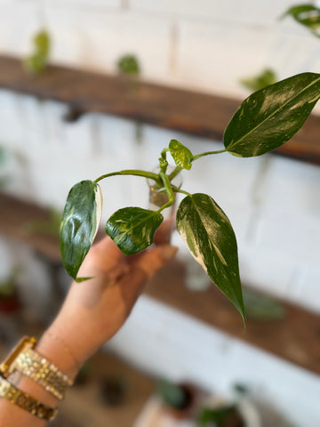 White Princess Philodendron (Rare)