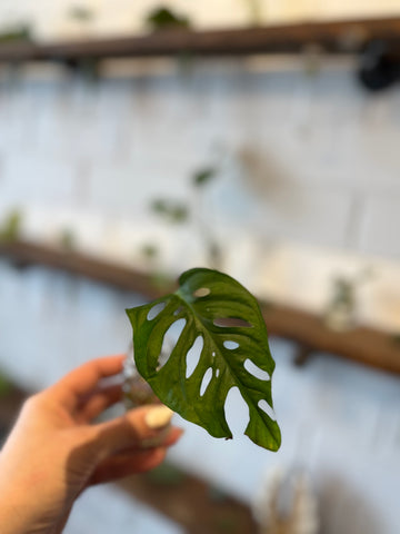 Baby Swiss Monstera