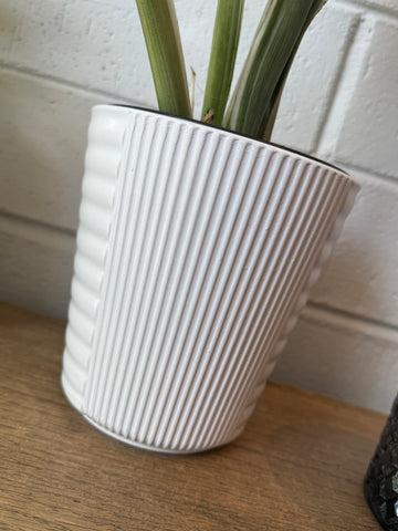 Plant Pot