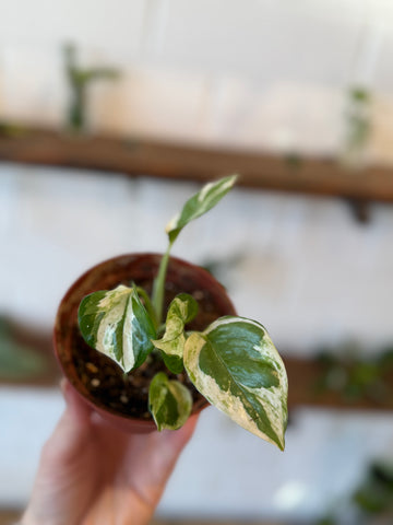 Pearls & Jade Pothos (2in pot)