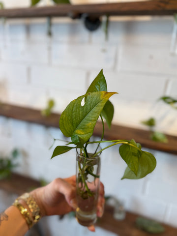 Baltic Blue Pothos