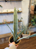 Snake Plant Sayuri