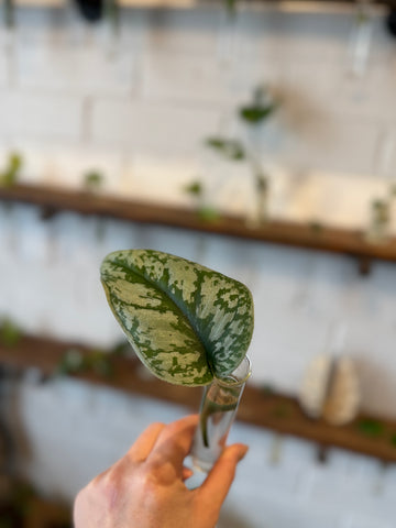 Silver Satin Pothos