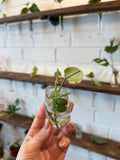 Satin Pothos (Petite Leaves)