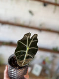 Alocasia Polly