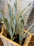 Snake Plant Sayuri