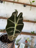 Alocasia Polly