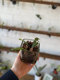 Thanksgiving Cactus- Potted