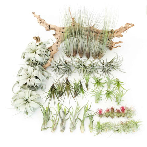 Tillandsia Air Plant